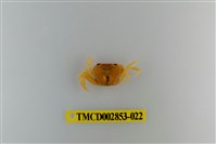 藏品(太魯閣澤蟹)的圖片